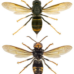 Vespa Velutina Nigrithorax, Rücken- und Bauchseite