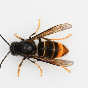 Arbeiterin der Asiatischen Hornisse (Vespa velutina)