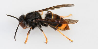 Arbeiterin der Asiatischen Hornisse (Vespa velutina)