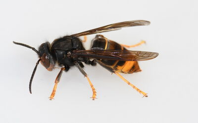 Arbeiterin der Asiatischen Hornisse (Vespa velutina)