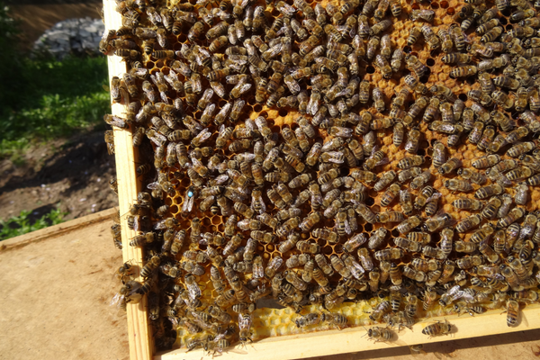 Bienen auf Wabe Bienen auf Wabe