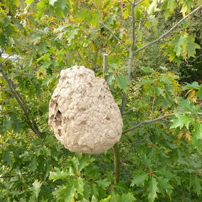 Filialnest der Asiatischen Hornisse (Vespa velutina), das Nest wurde freigeschnitten.