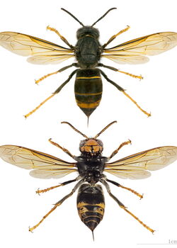 Vespa Velutina Nigrithorax, Rücken- und Bauchseite